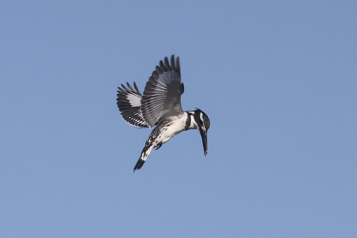 Pied Kingfisher
